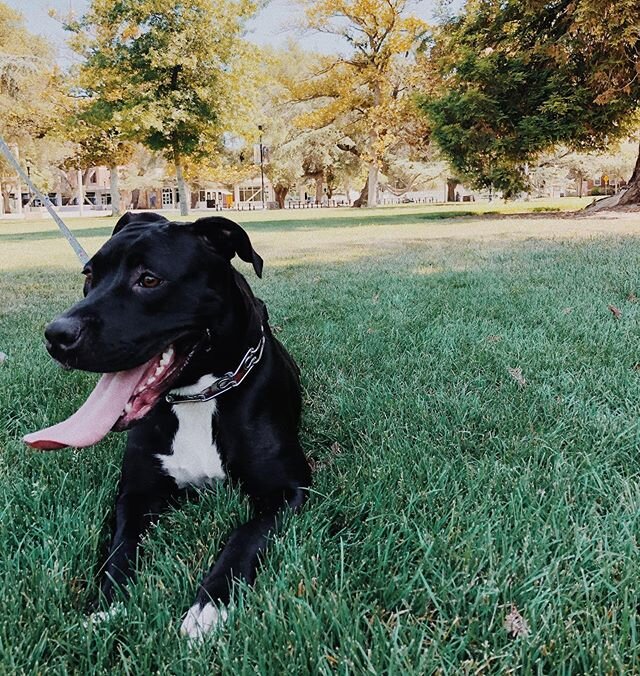 Adoptable Emma ✨ This sweet girl first came to us with her eight puppies from Contra Costa Animal Services. All her babies found great homes, now it&rsquo;s her turn! Emma is a 4-5 yr 65 lb pit bull who will thrive in a dog-savvy home in a quiet neig