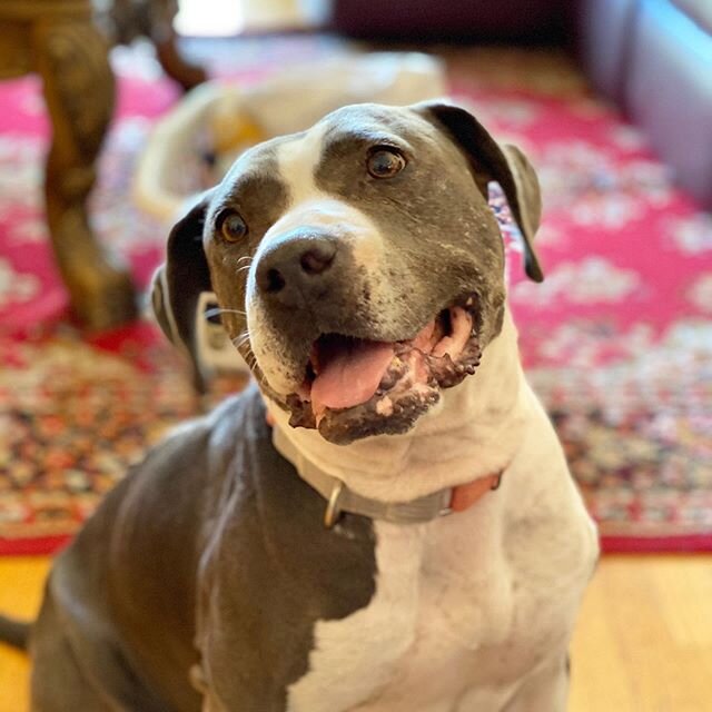 ✨ Sweet Marmalade is practically perfect in the home! Housetrained, relaxed, no separation anxiety, loving &mdash; this 5 yr pittie was used as a cash cow her whole life to churn out litter after litter for profit. She was surrendered to @sanger_anim