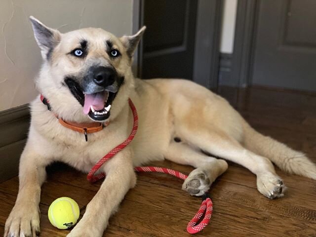 Meet Sven! 🐾 Adoptable, friendly, well-behaved and active 4 yr husky shepherd mix looking for a forever home. We rescued Sven from a shelter in central Californian where he waited for months! He has tested well with dogs, loves people &amp; the #1 q