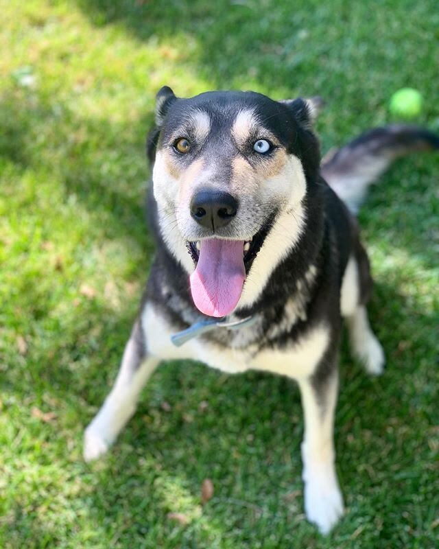 ✨ Urgent: Dakota &amp; Blue are a beautiful bonded pair in need of a forever home or new foster by July 5 (Foster is moving). It&rsquo;s hard to find 2 dogs a home but we are going to try our very best to keep B&amp;D together. They are sisters &amp;