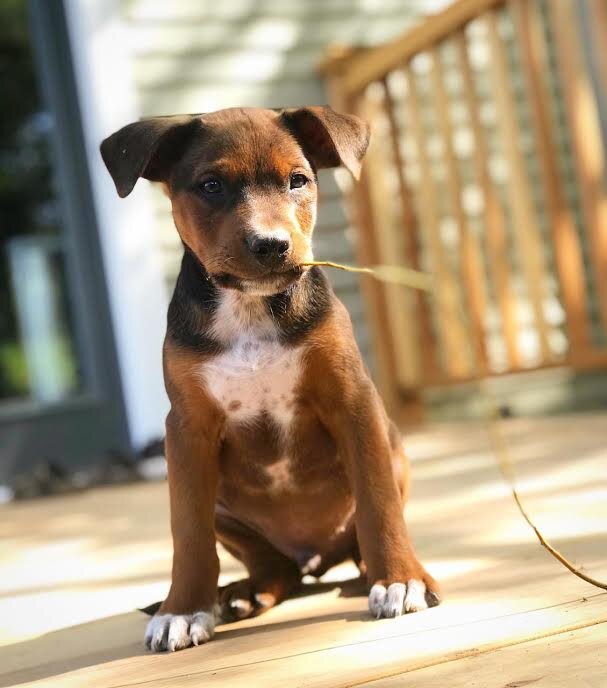 Puppy Beau — HEARTS FOR PAWS