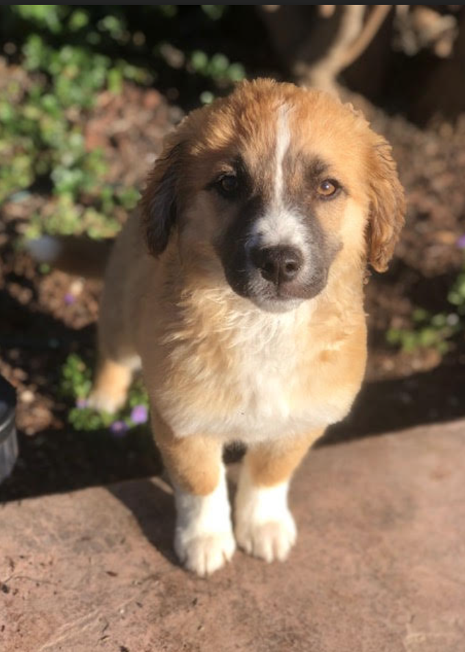 Lab Saint Bernard Golden Retriever St Bernard Golden Retriever Mix