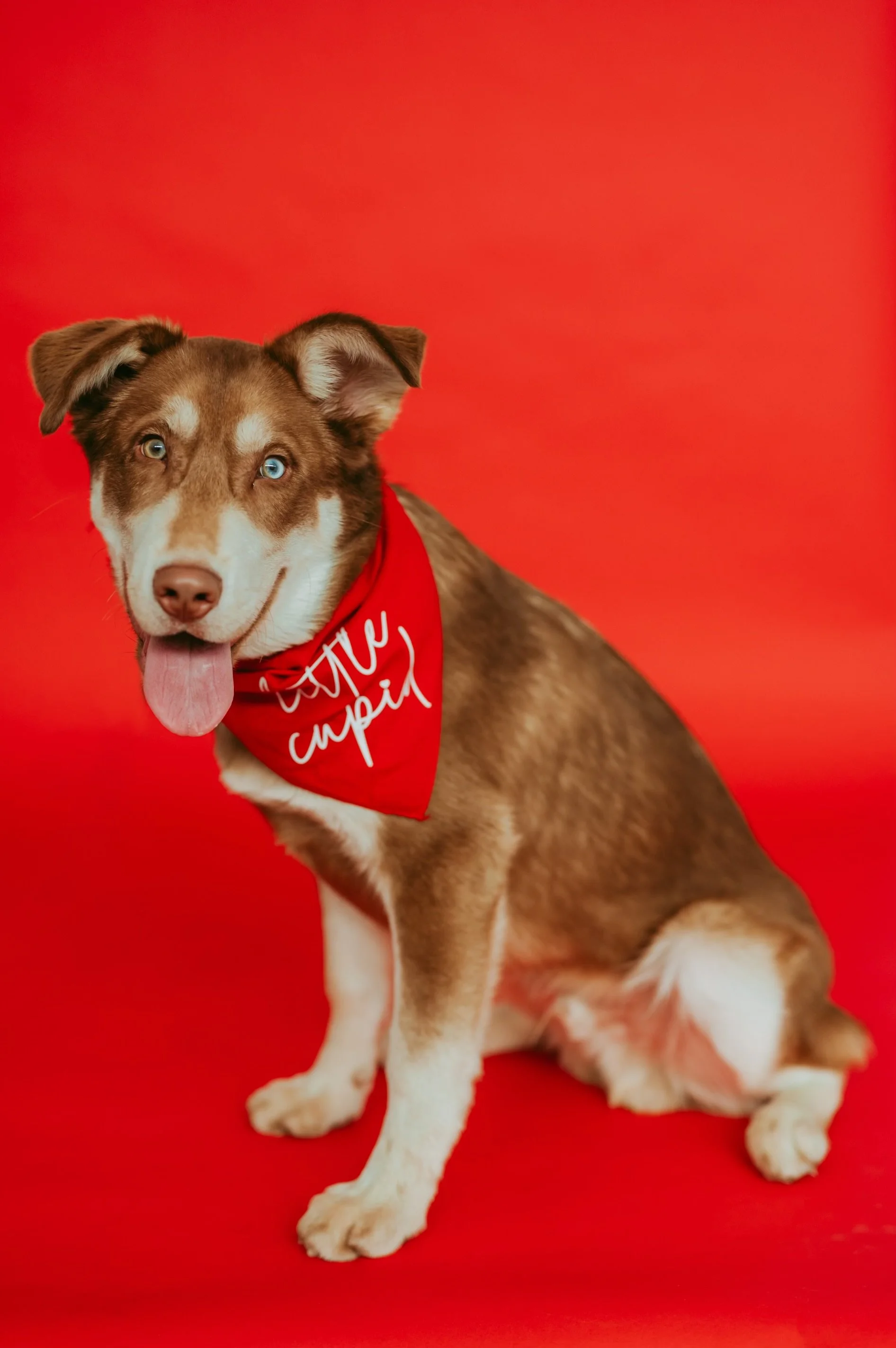 Hearts-for-Paws-Jan-2023-TinaSwainPhotography-1029.jpeg