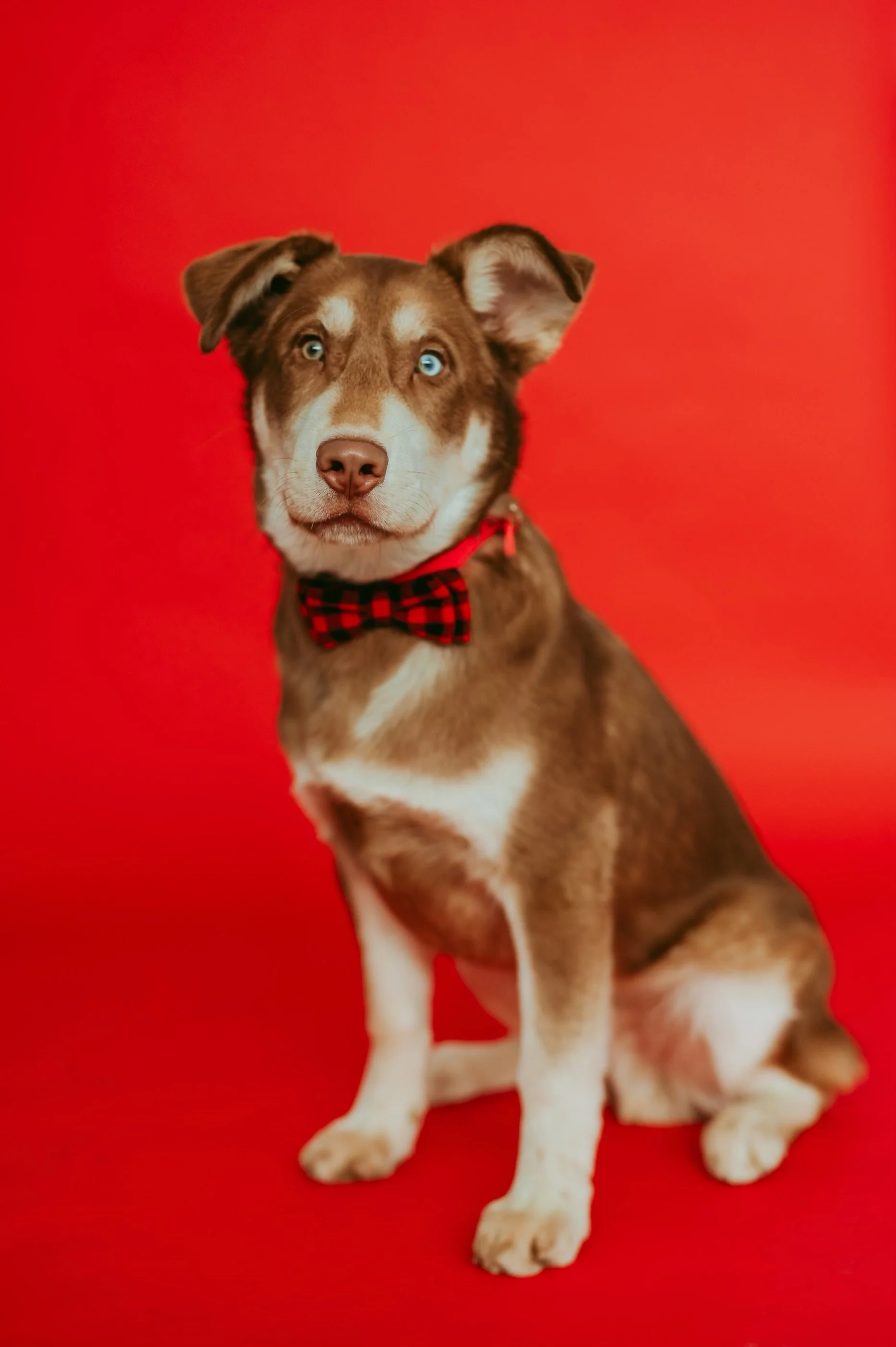 Hearts-for-Paws-Jan-2023-TinaSwainPhotography-1032.jpeg