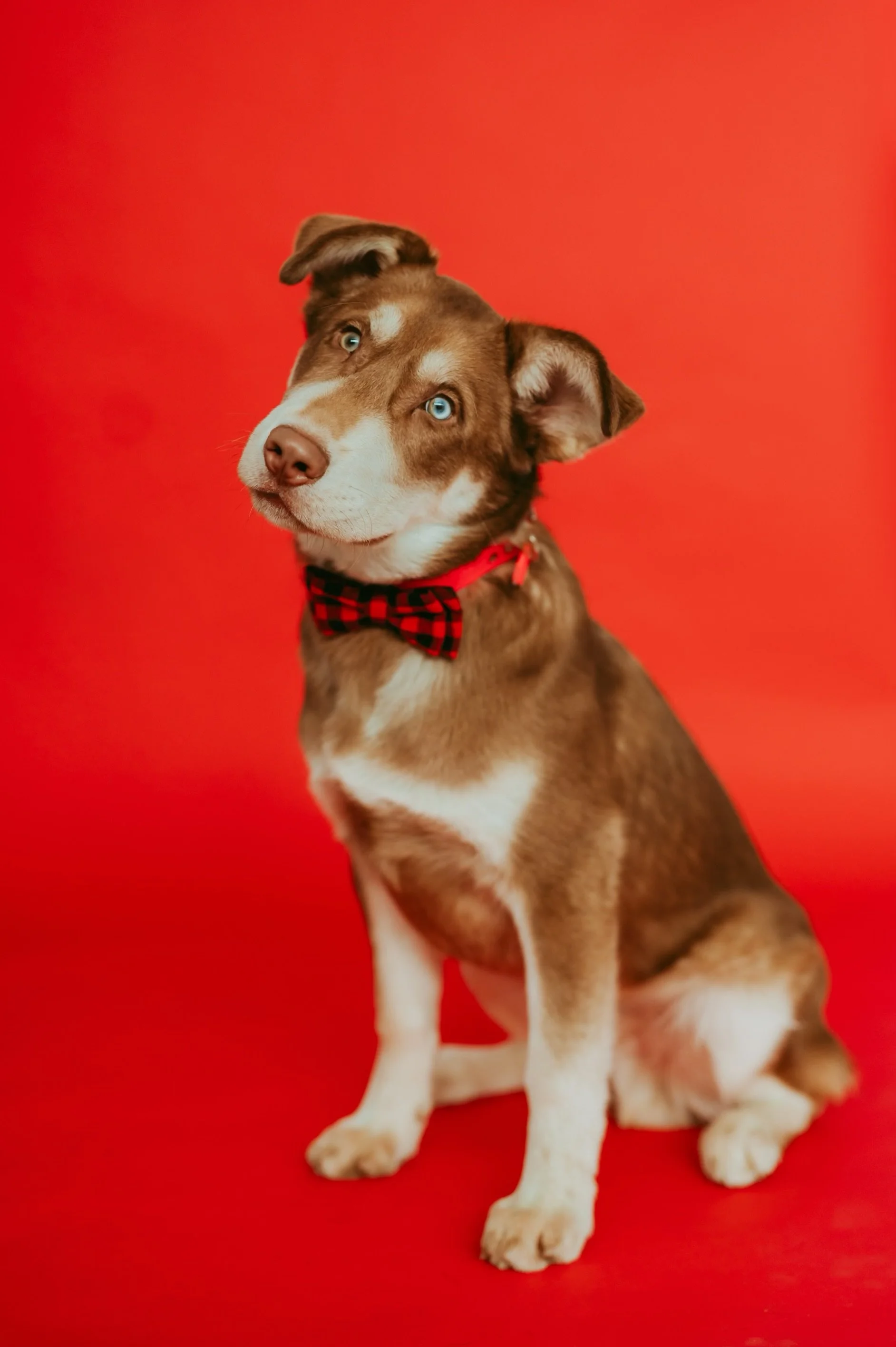 Hearts-for-Paws-Jan-2023-TinaSwainPhotography-1030 2.jpeg