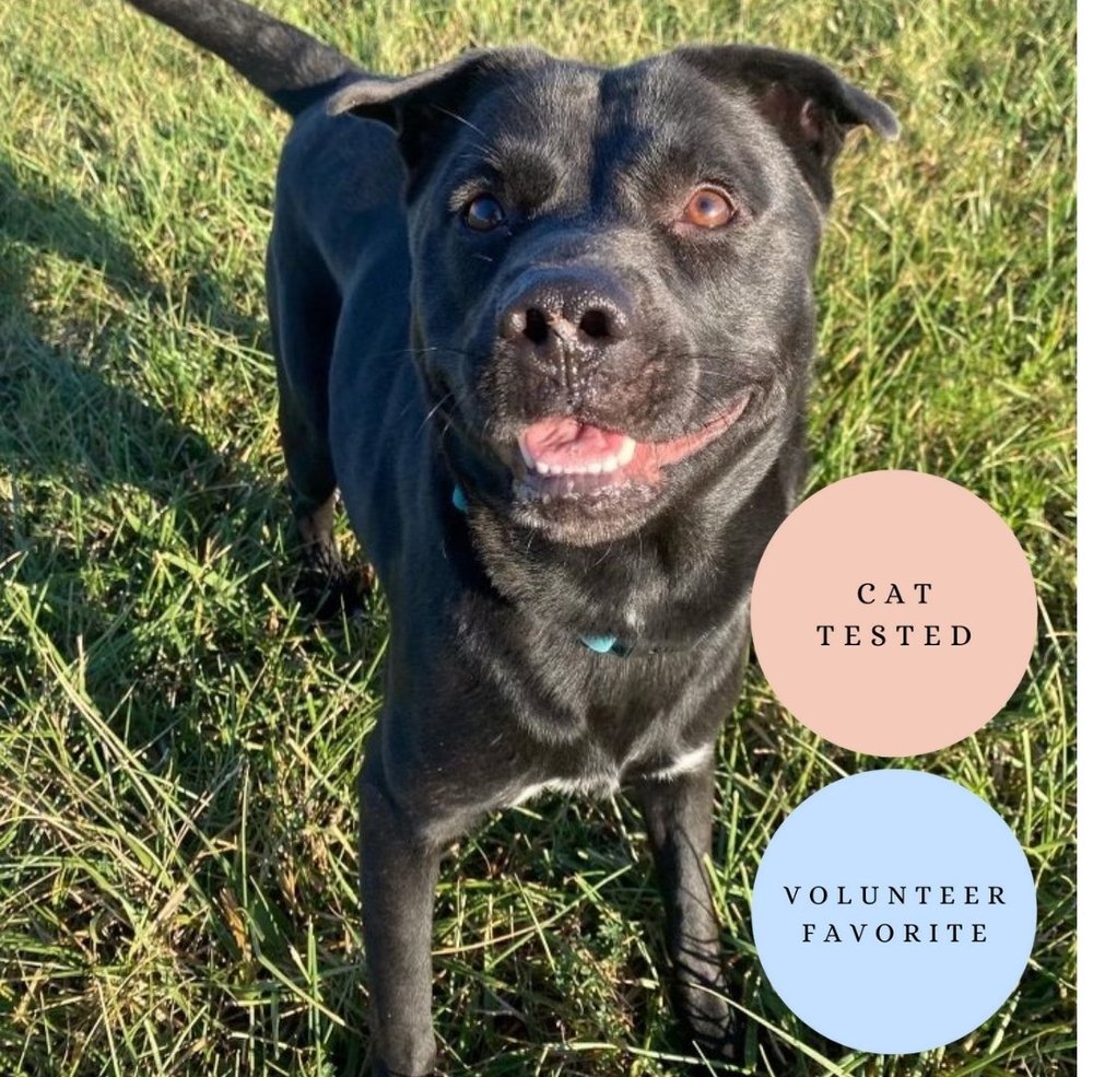 Sundae — Hearts for Paws Rescue