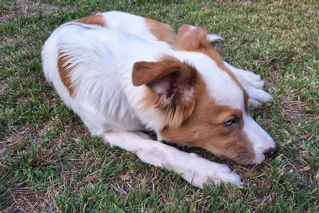 Dog (6).jpg