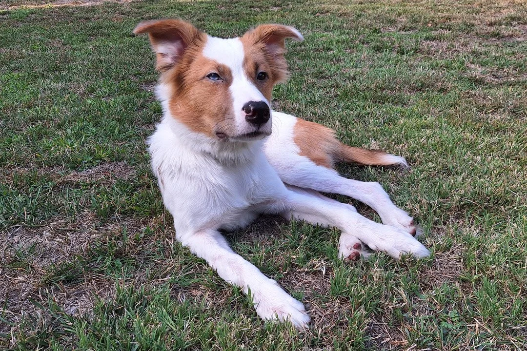 Dog (7).jpg