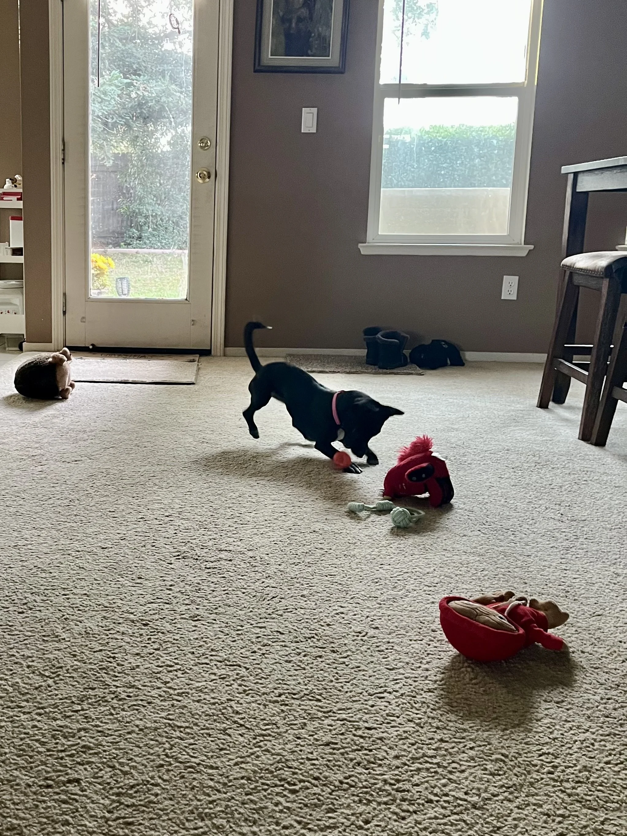 IMG_3489.jpeg