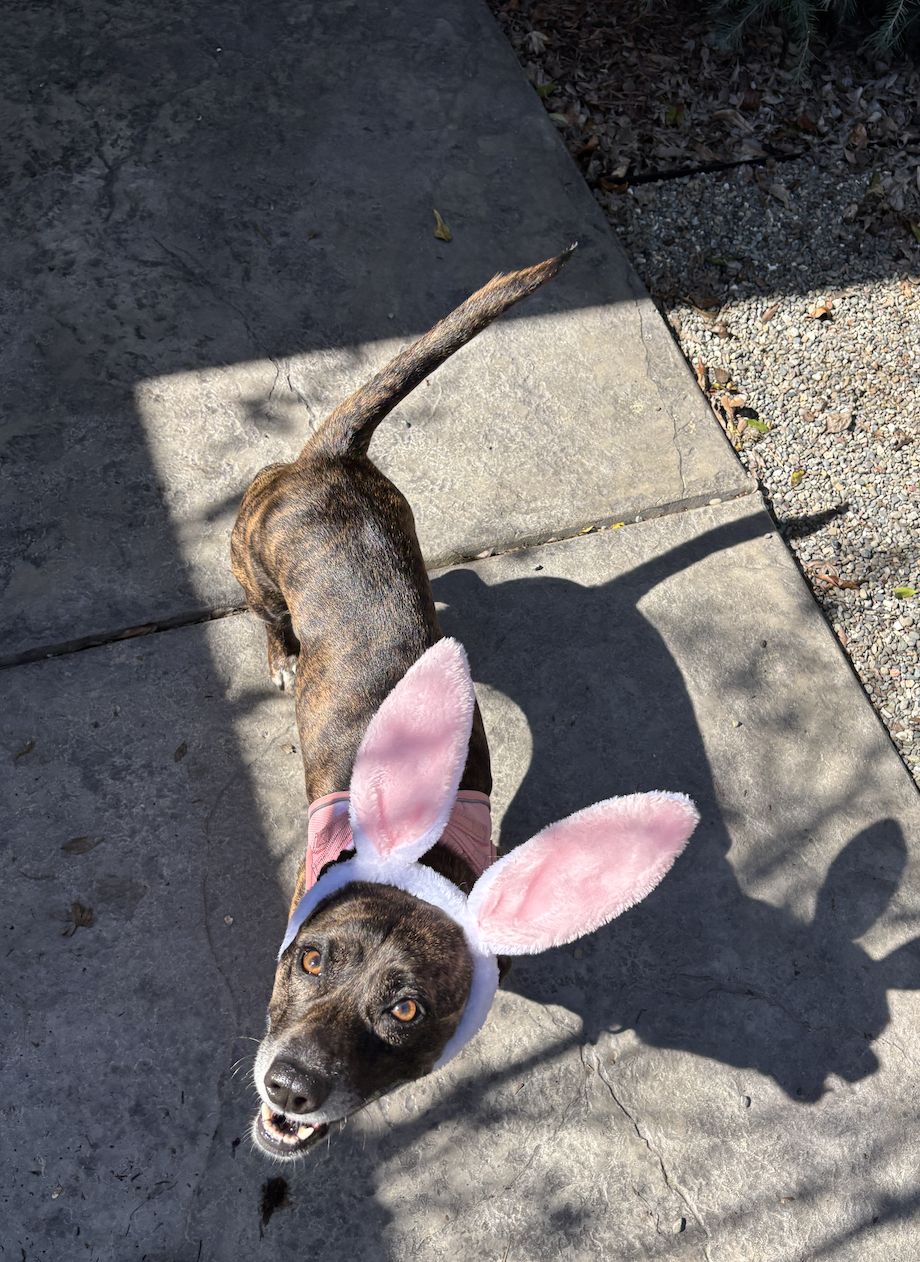 Screenshot 2026-03-03 at 10.17.07 AM.png