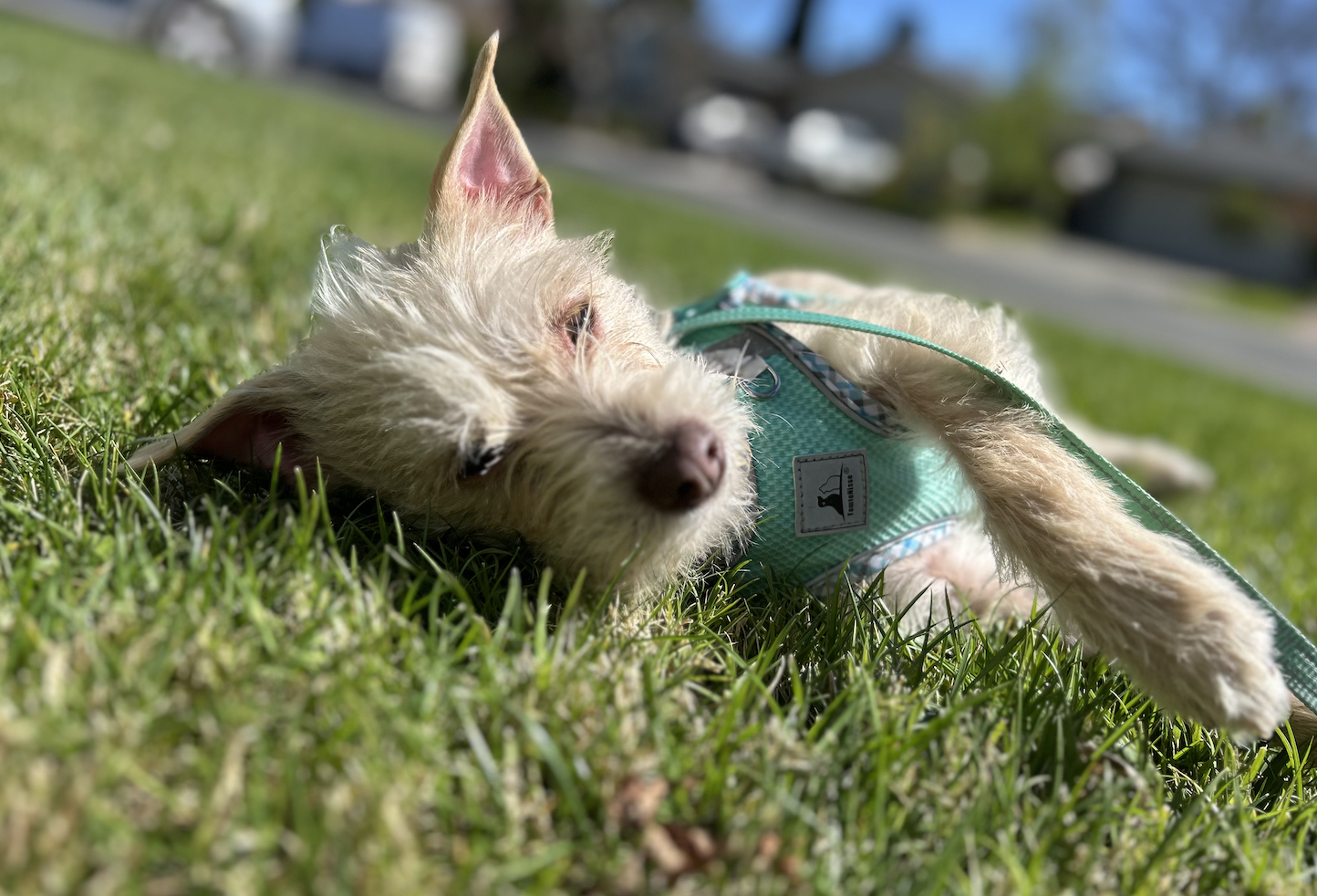 Screenshot 2026-03-07 at 5.50.23 PM.png