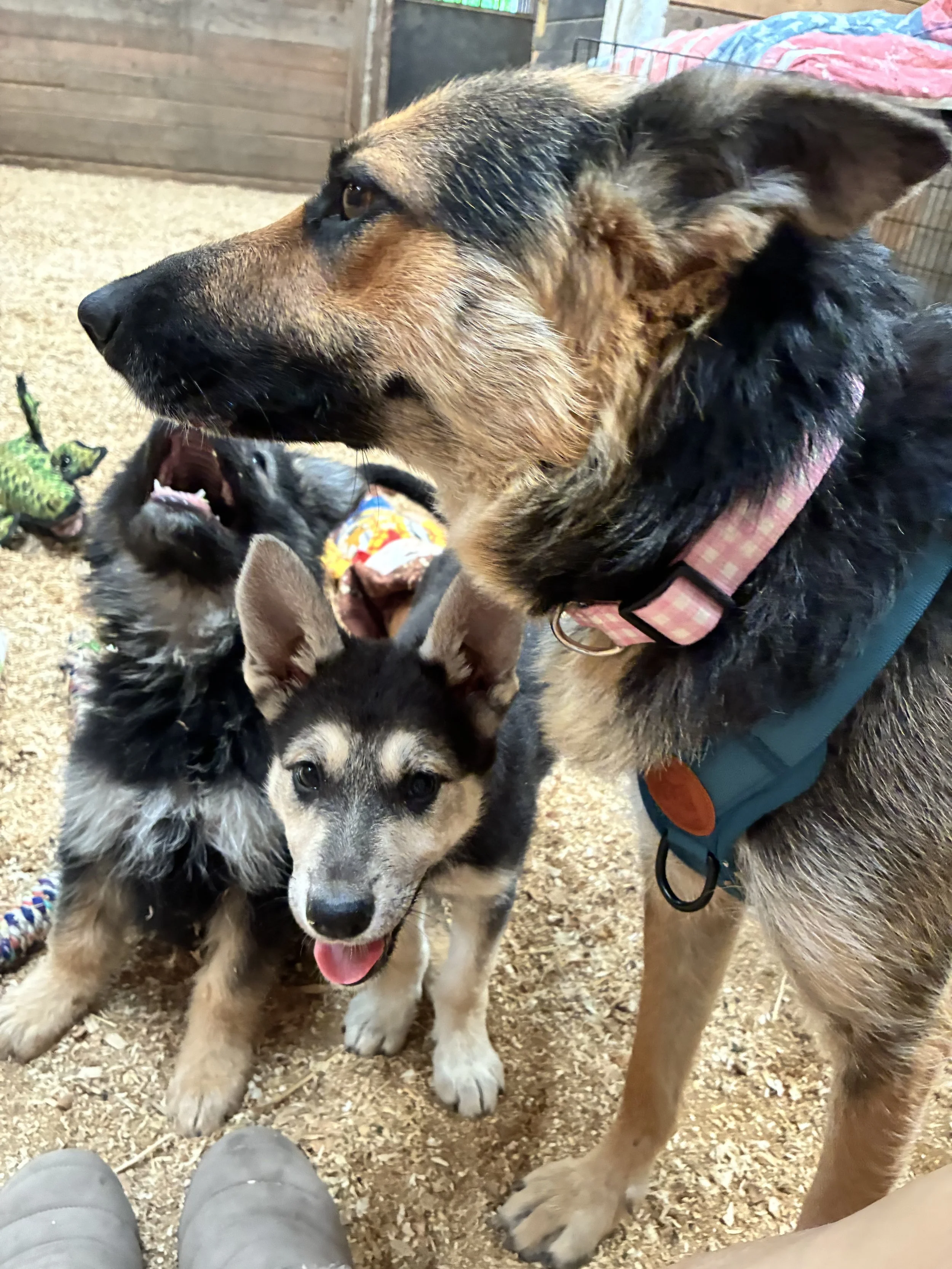 IMG_6409.jpeg