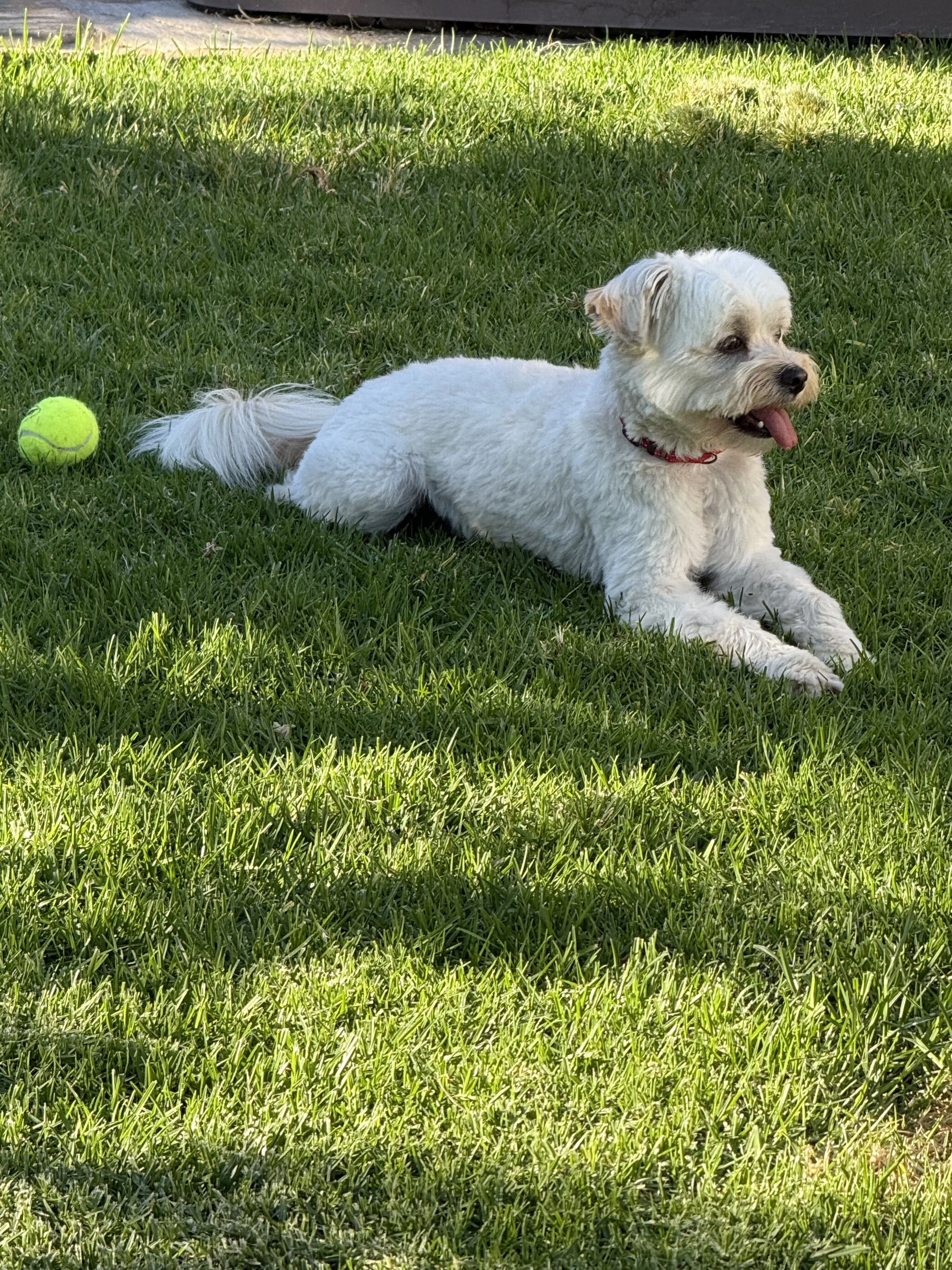 IMG_7333.jpeg