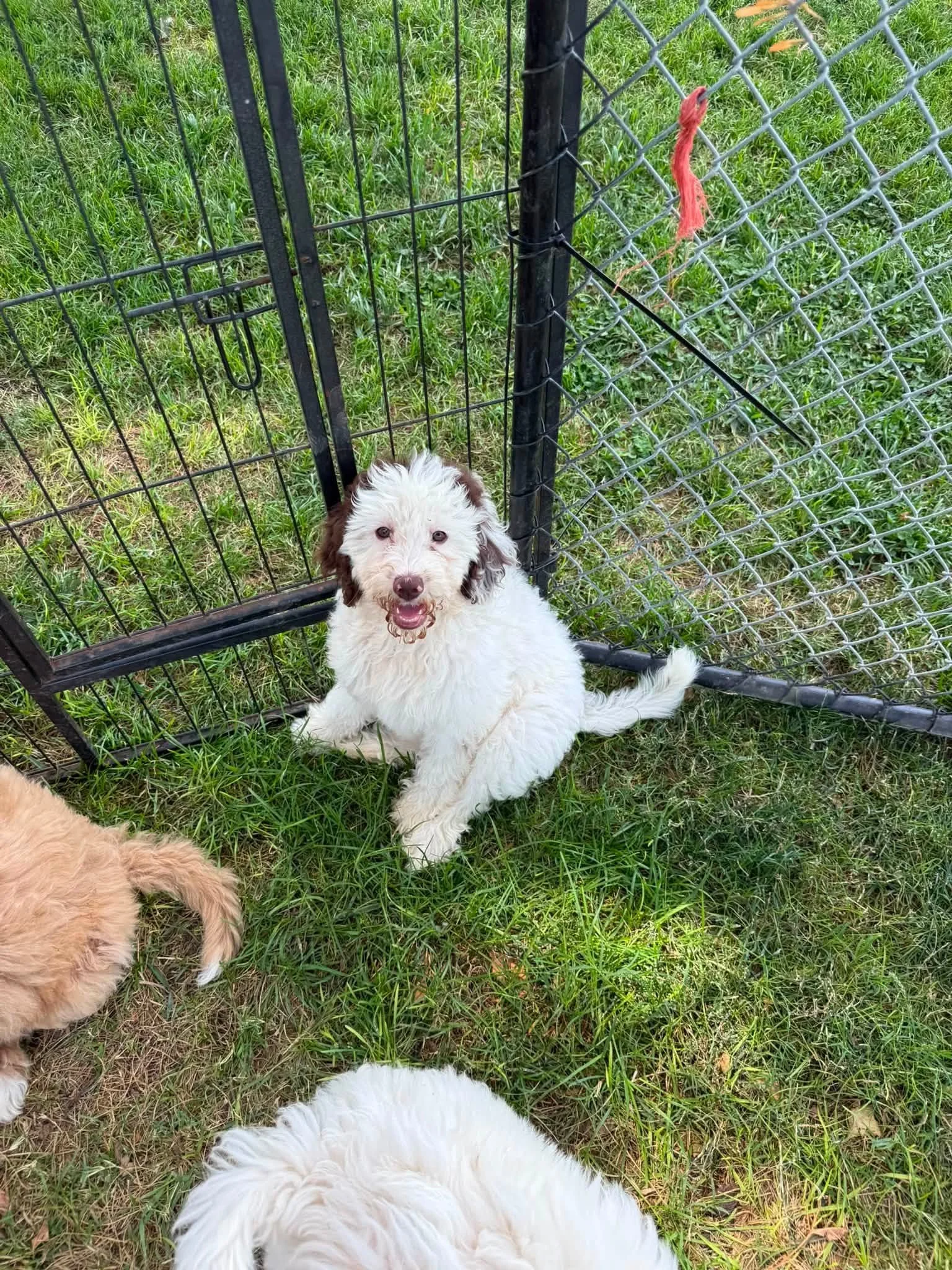 737325520_1589746486495272_8420917612225587765_n.jpg