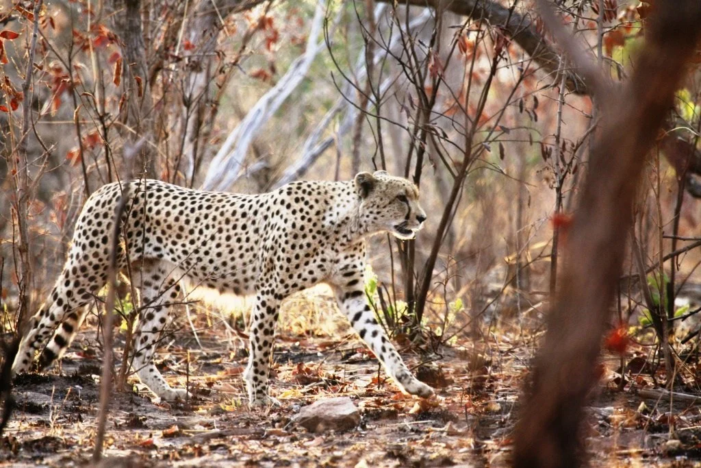 Jenny’s cheetah which you can buy as greeting cards or large prints here