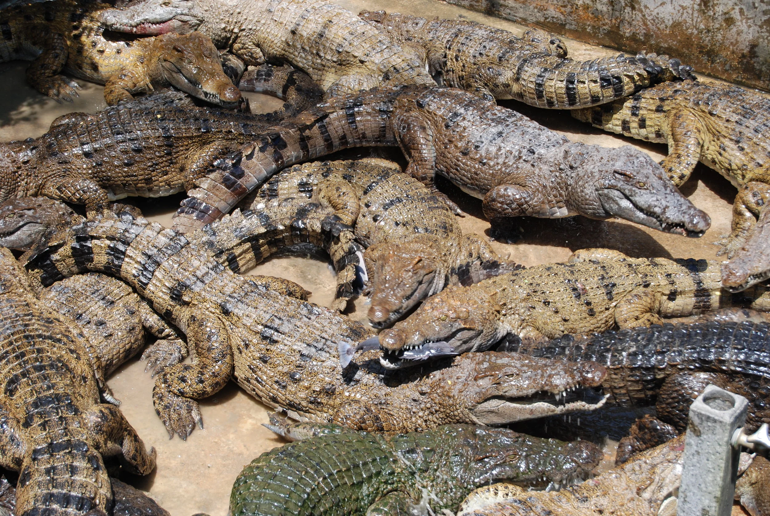 Palawan Wildlife Rescue and Conservation Center (Crocodile Farm)