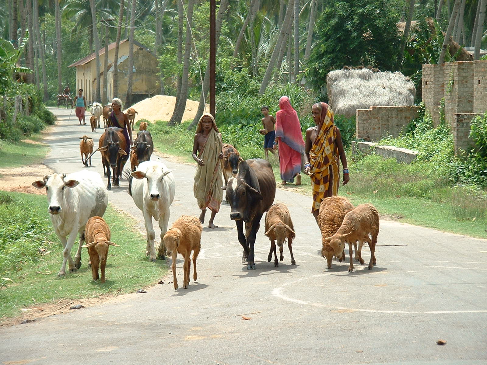 indiajune04 072.jpg