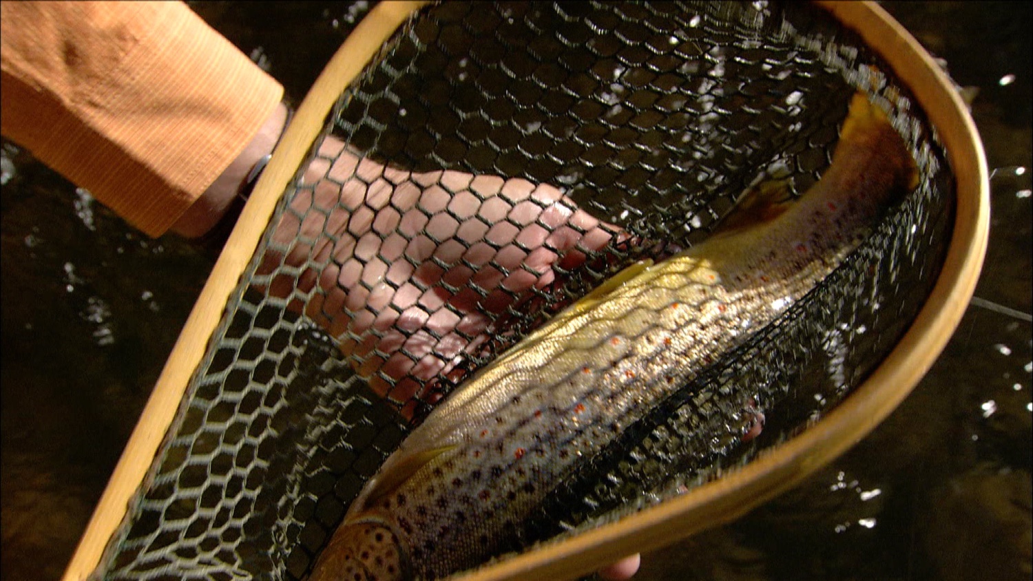 FFOTW_109_rainbow trout.jpg