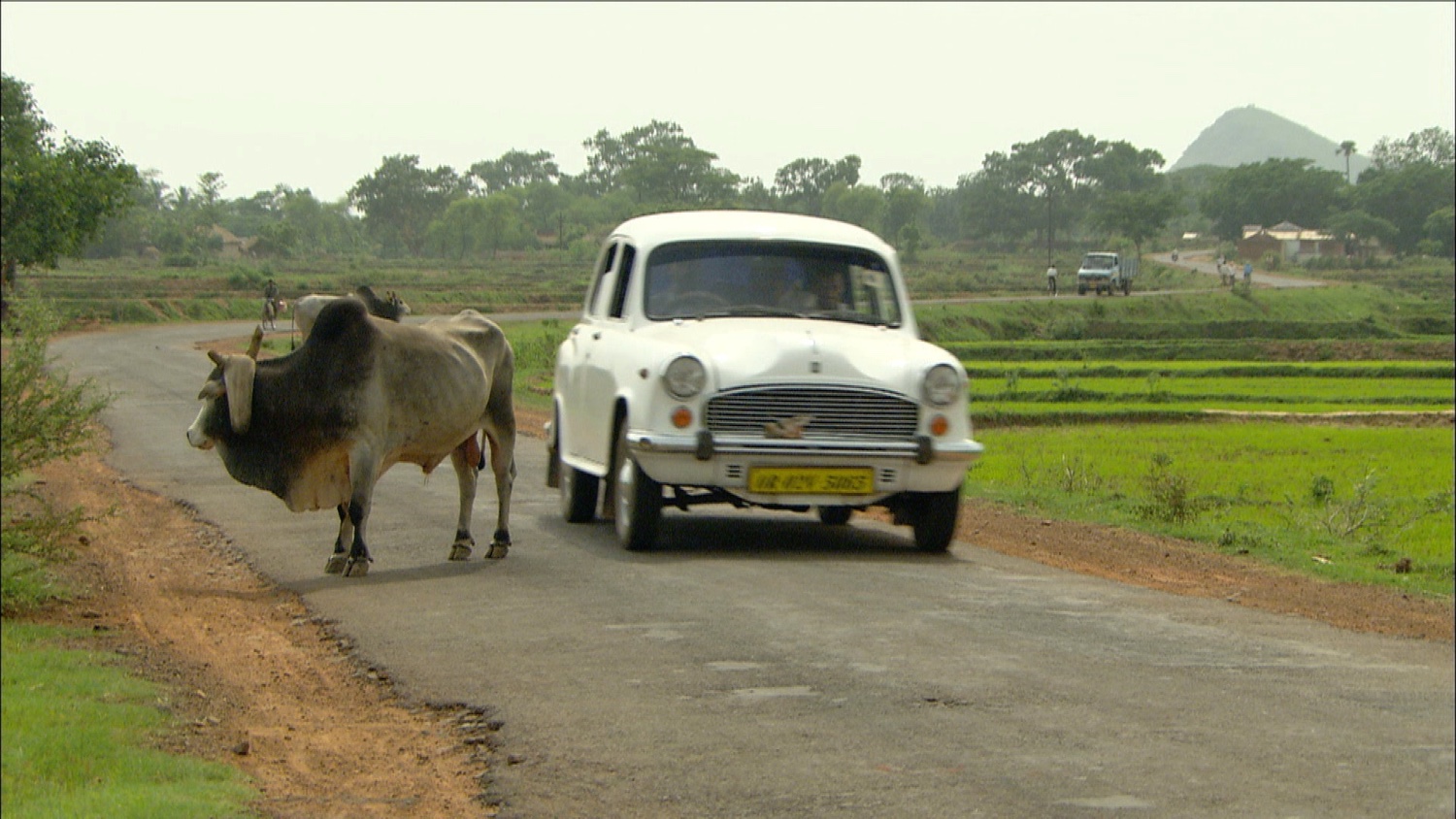 FFOTW_108_car and bull.jpg