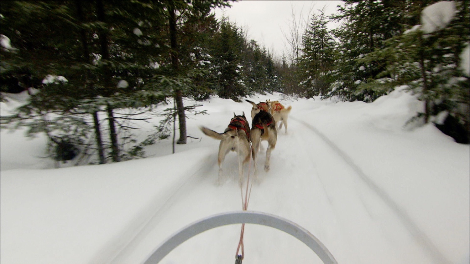 pov dog sled.jpg