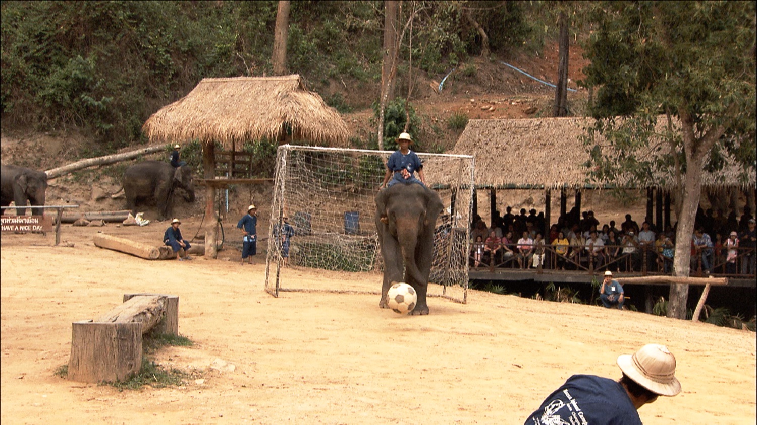 FFOTW_114_ele kicks ball.jpg
