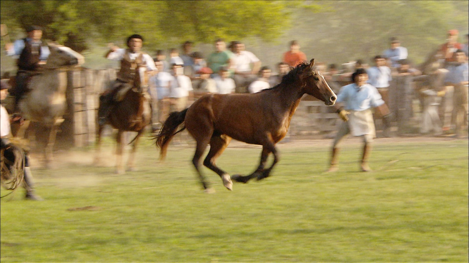 FFOTW_202_horse capture.jpg