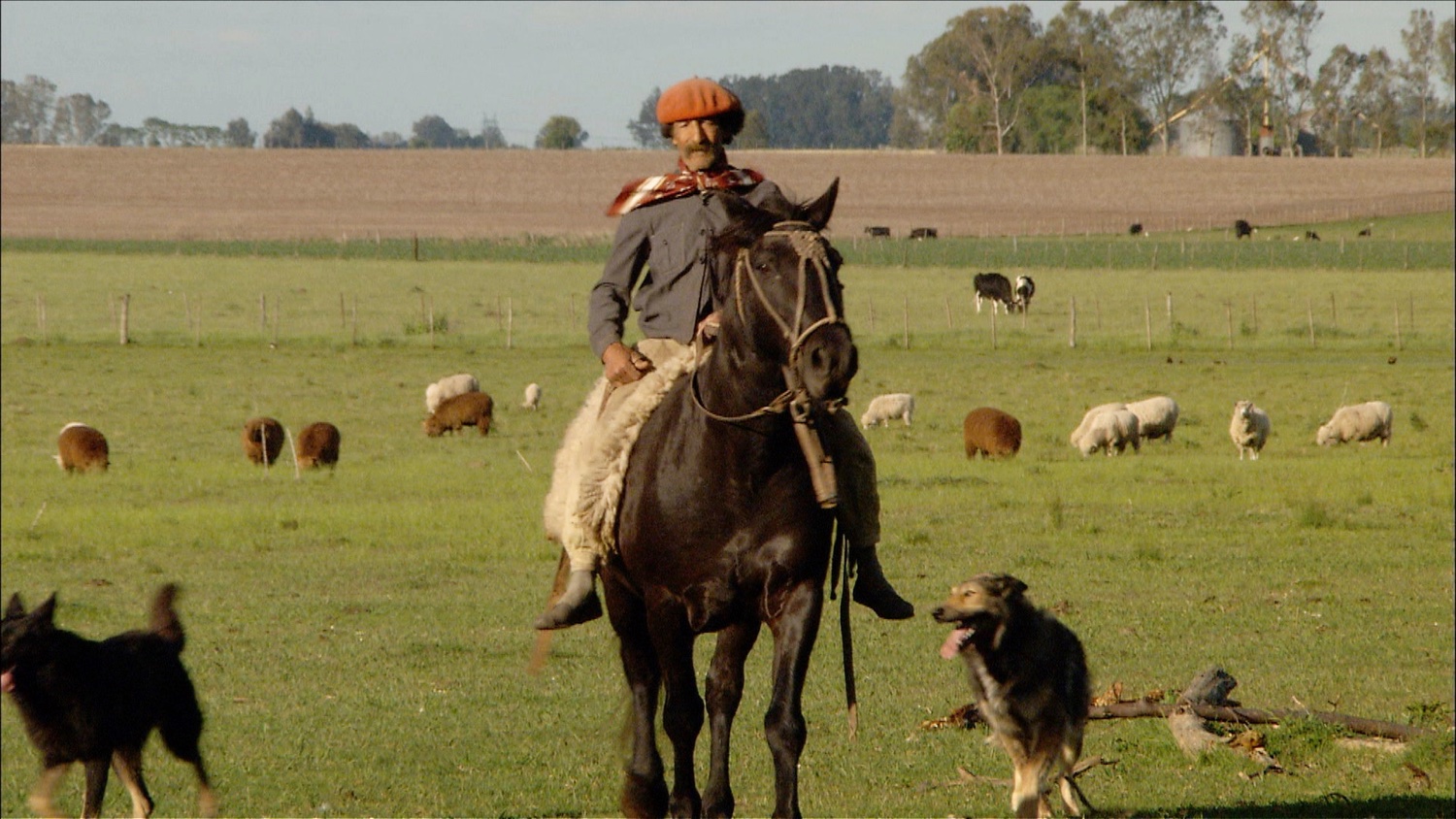 FFOTW_202_old gaucho.jpg