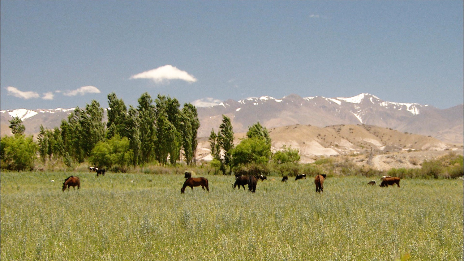 FFOTW_202_grass and mts.jpg