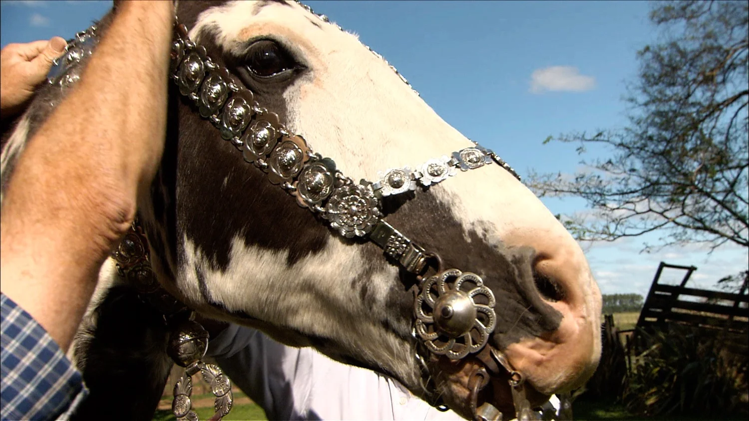 FFOTW_202_silver on horse.jpg