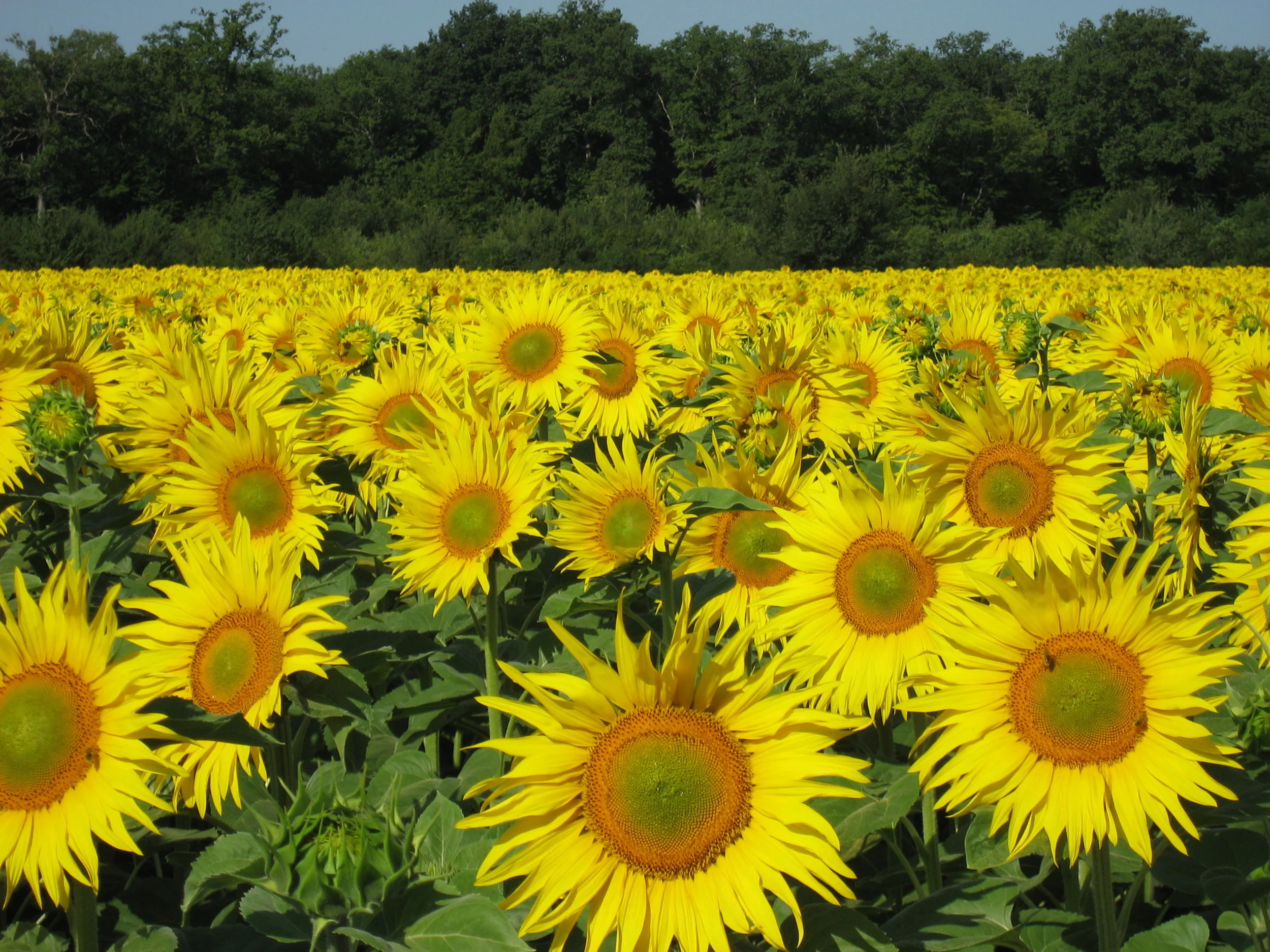 sun flower field.JPG