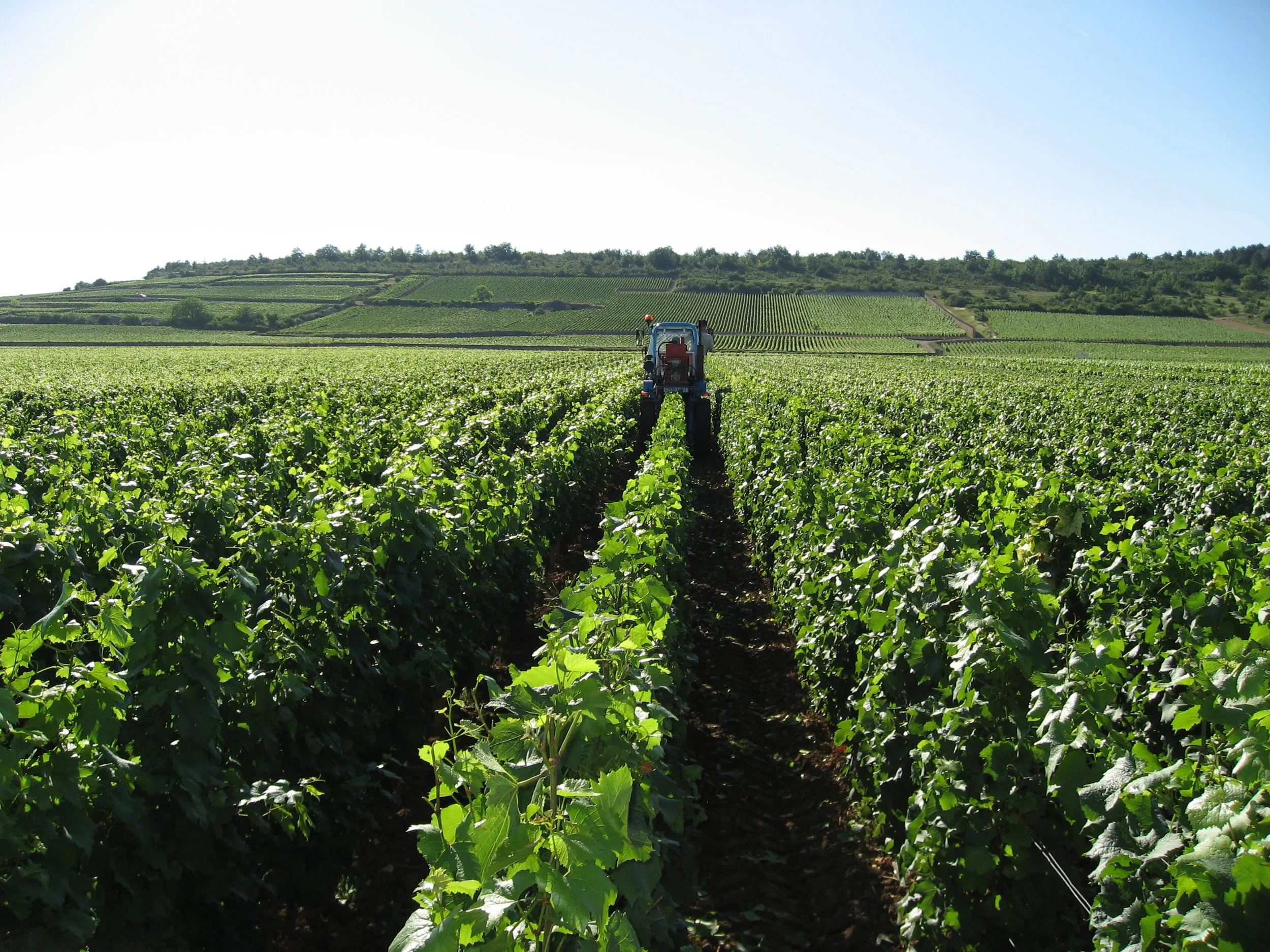 grape fields.jpg
