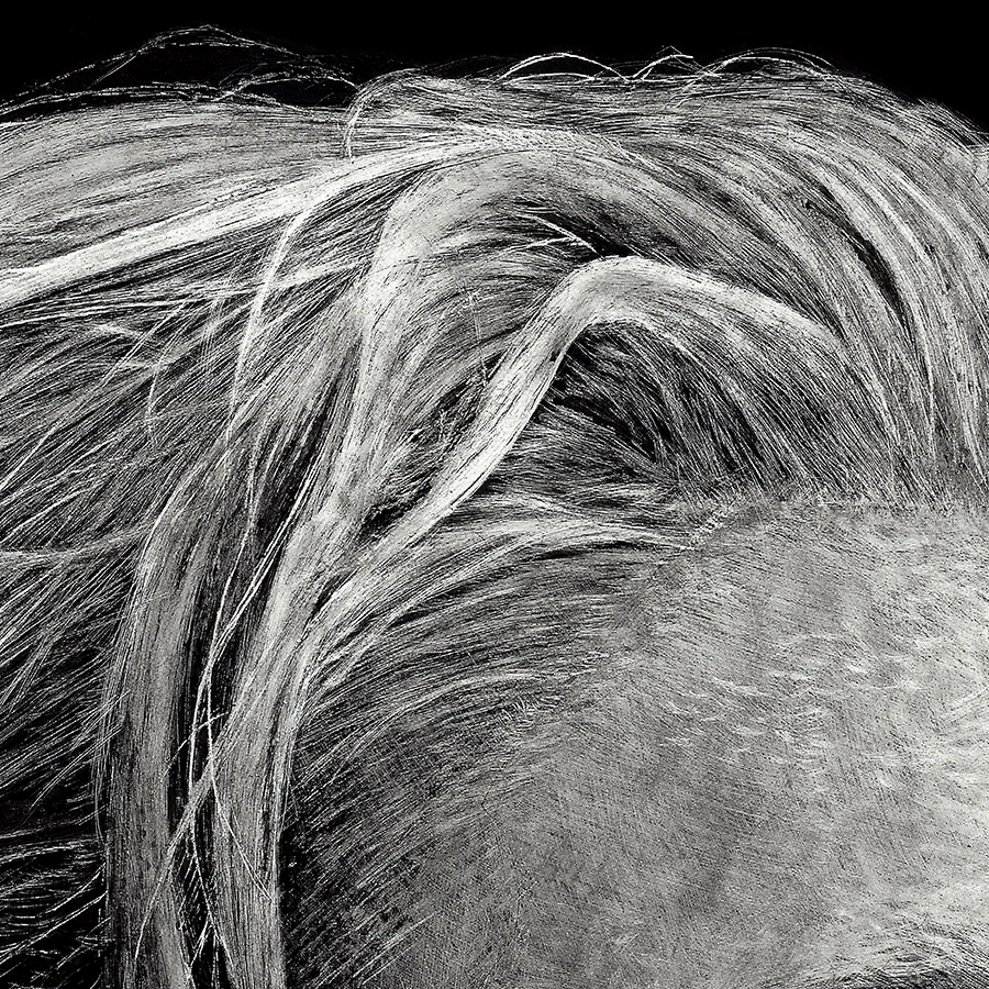beard cap print detail2.jpg