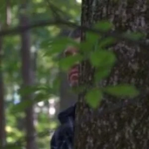 PCtree.jpeg
