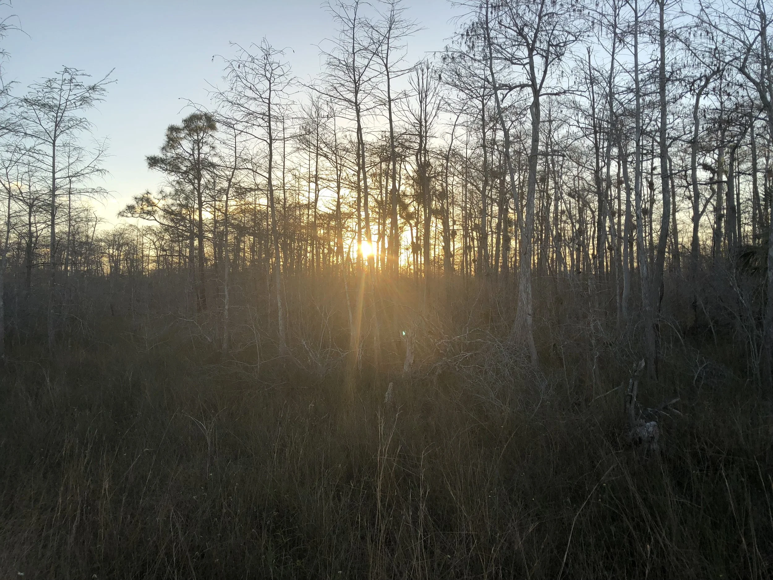 From one swamp to another