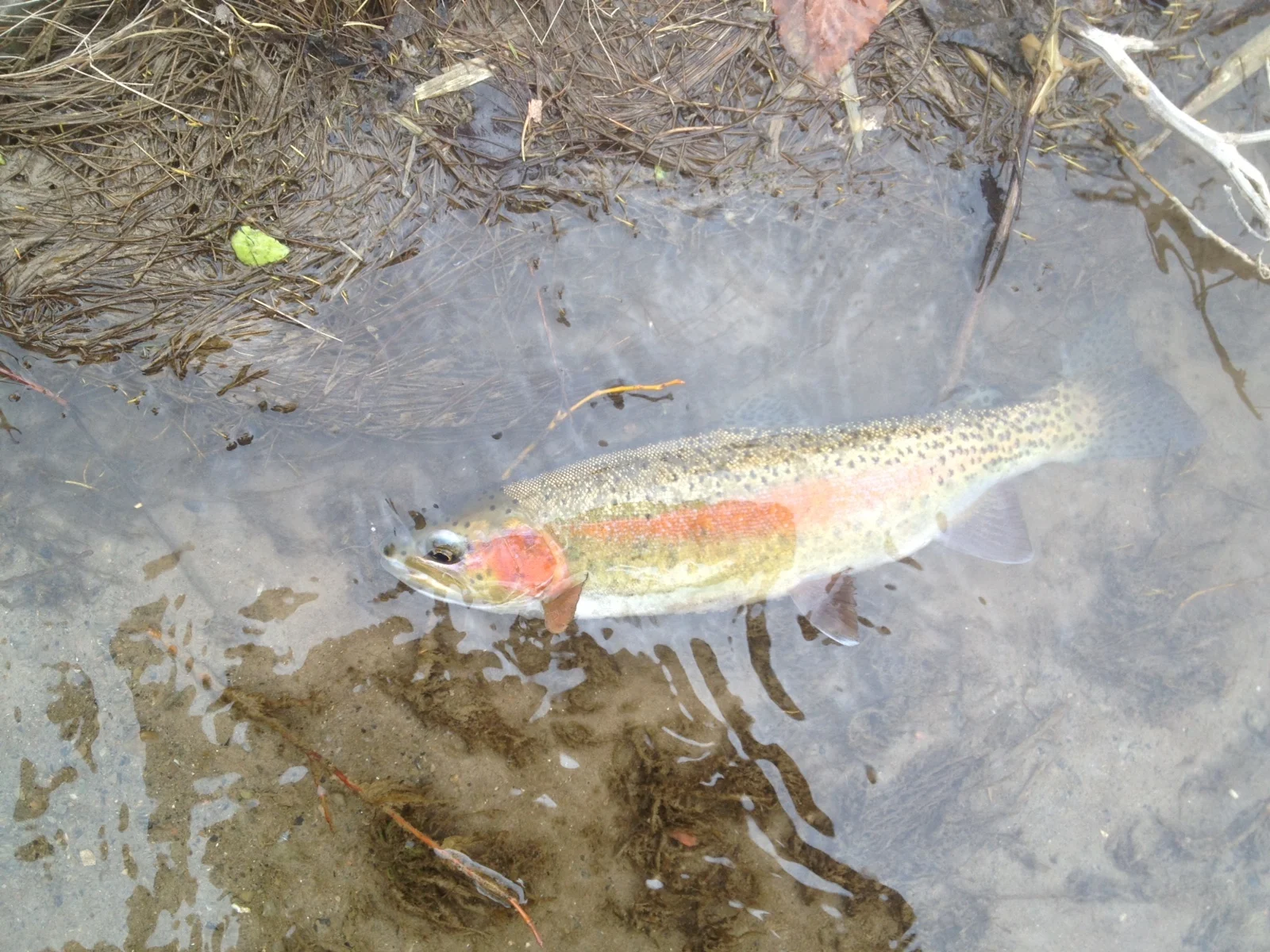 image1.jpeg