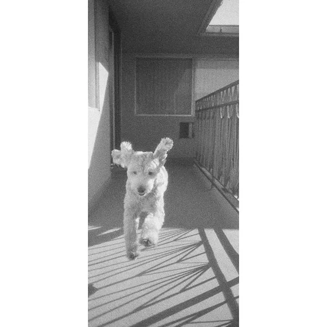 Lost Boys
.
.
.
.
#goodboy #bestboi #August #goldendoodle #petportrait #35mm #film #filmphotography #filmgrain #bwphotography #instaart #titledwork #peterpan #peanutbutter #mrpeanutbutter #dogmayor #mayormax #californiadog #August #puppy #puppyboy #b