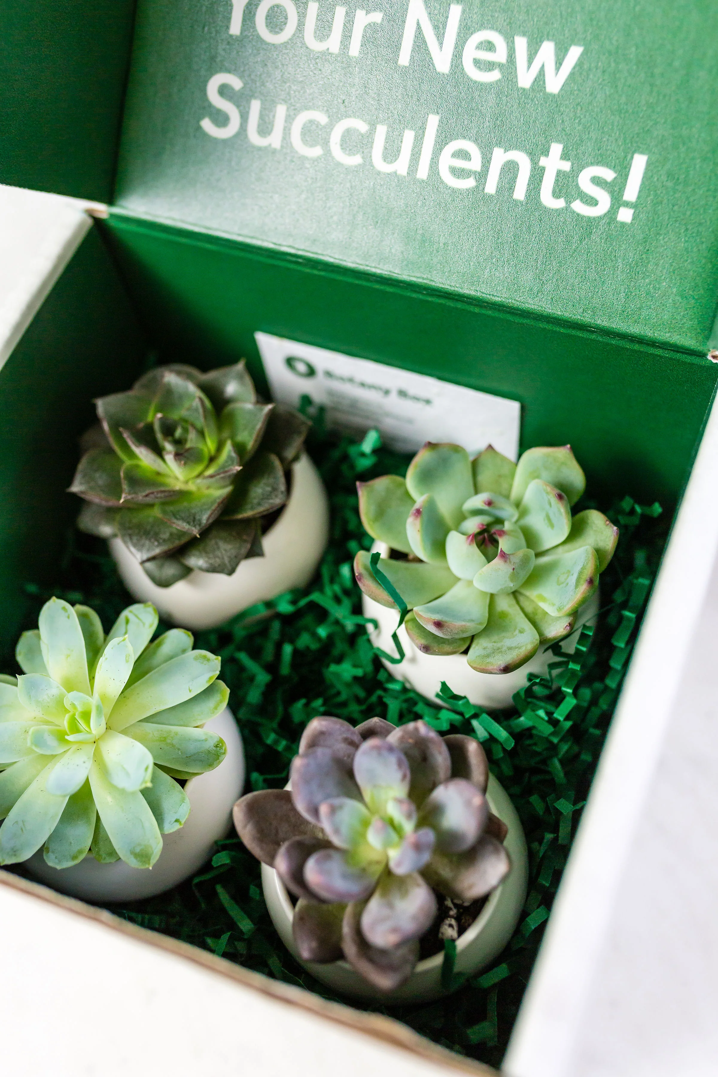 BotanyBox_Website_DDCreative1157.jpg