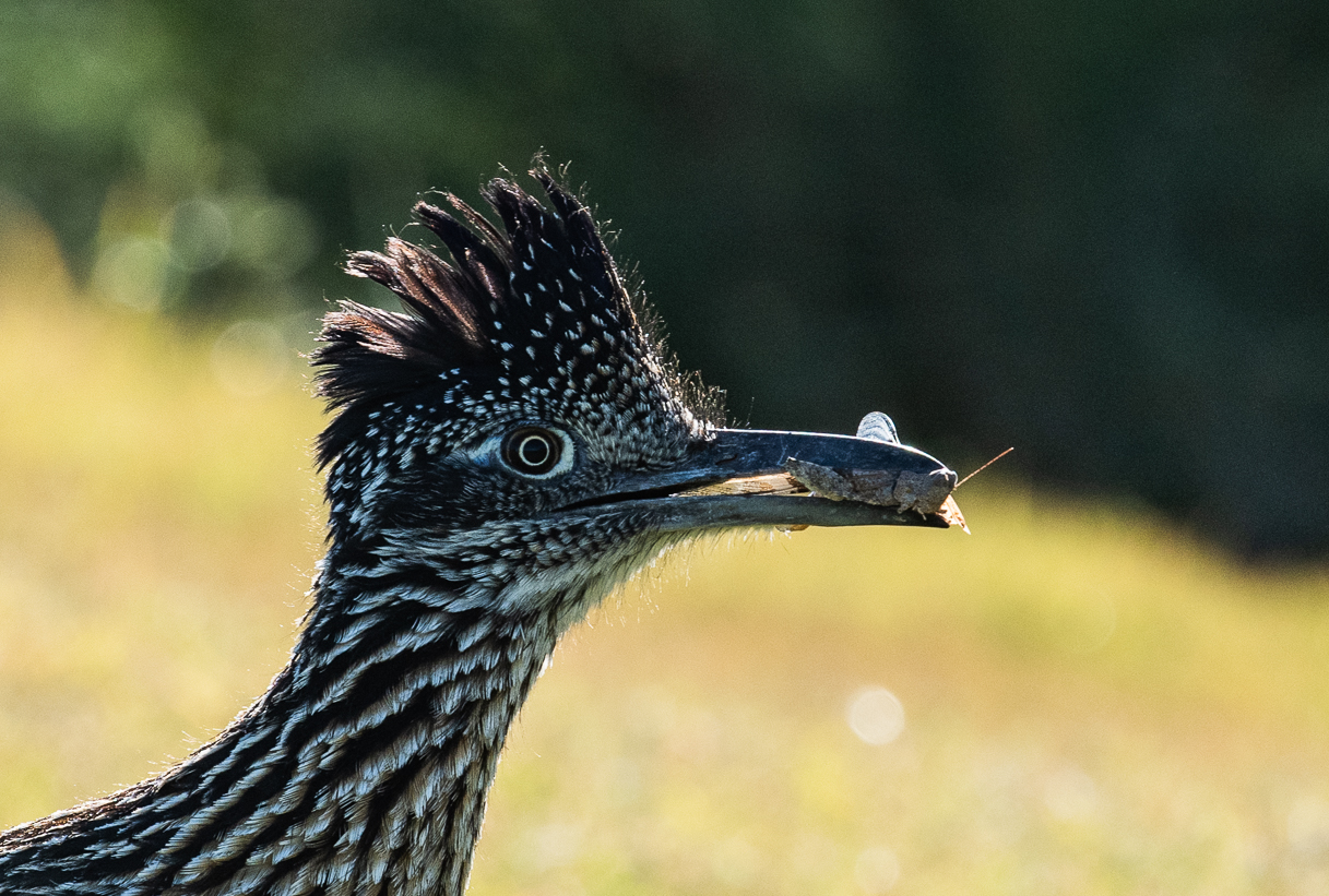 DSC_4056.jpg