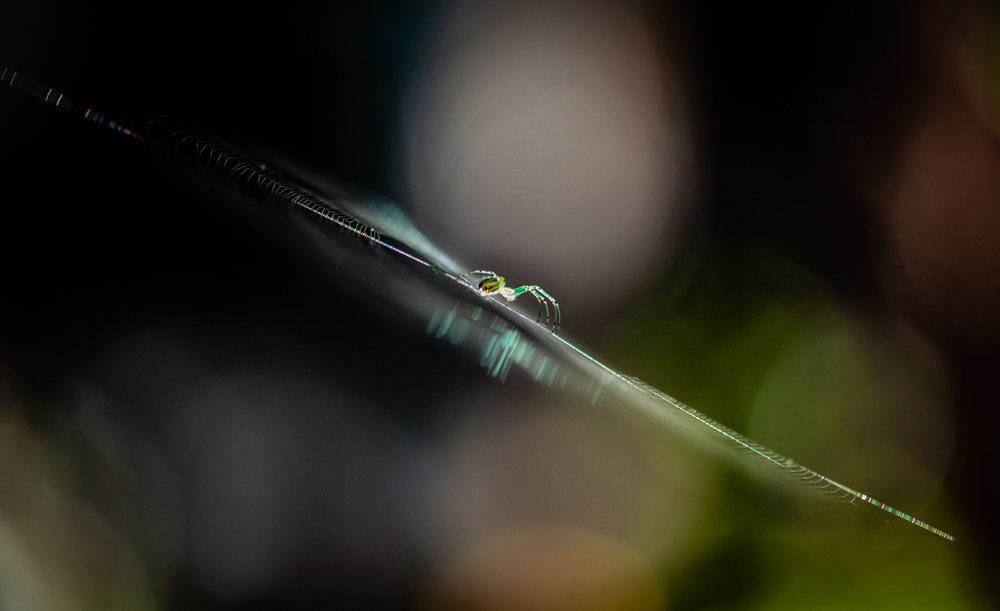 DSC_4445.jpg