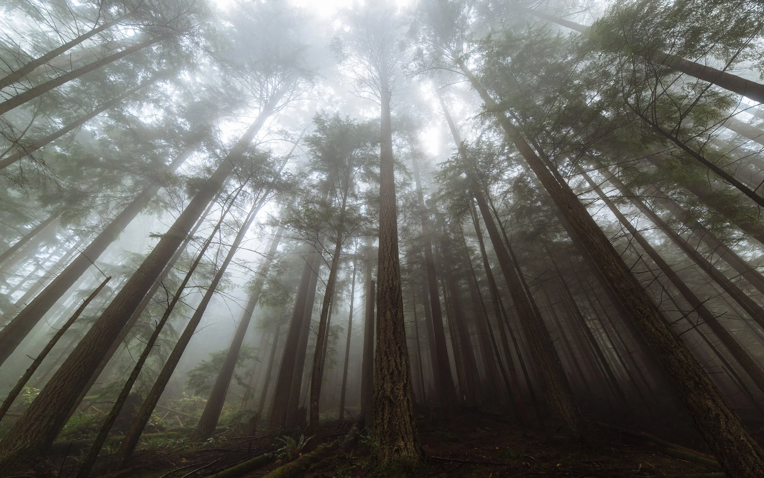 Redwood trees are the largest living thing on earth and grow up to 400 feet tall from a 1/8” seed.