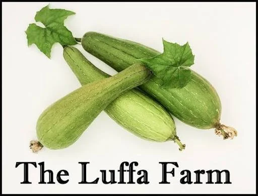 Women's Luffa Farm Tour