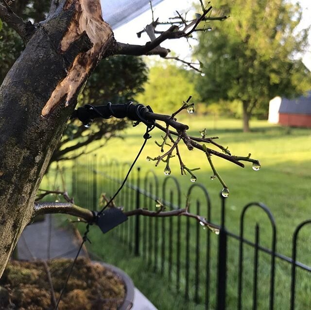 Morning dew and tree sap mix together for a delightful sight! This hornbeam was defoliated to increase ramification. The small wounds will dry up in a day or two as the tree quarantines those areas off, begins to callous, and produce new more compact