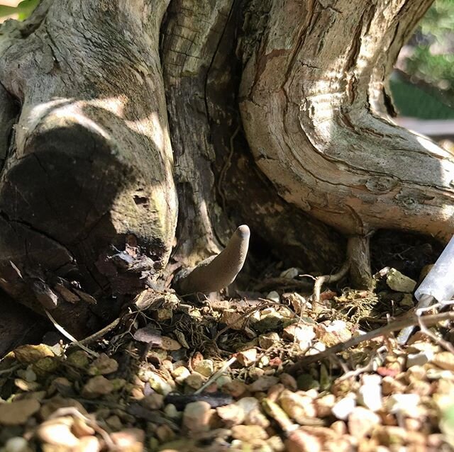 Dead Man&rsquo;s Fingers in two of my bonsai pots (Xylaria polymorpha). Both trees have large deadwood features, and this is a sign of rot. Still, it&rsquo;s cool to see the ecosystem is strong. Monster thanks to @larrytueller67 for helping me identi