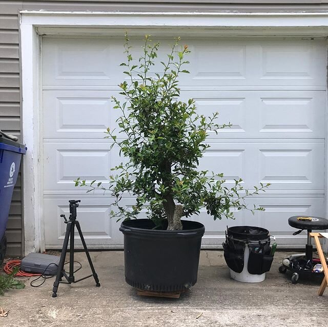 Big baddie hawthorn got a prune today. This was before. Forgot to take an after. Filmed it though. Loads of problems with this one and could use some advice for next year. You&rsquo;ll see when the vid comes out this fall. Leaving it alone for now. #