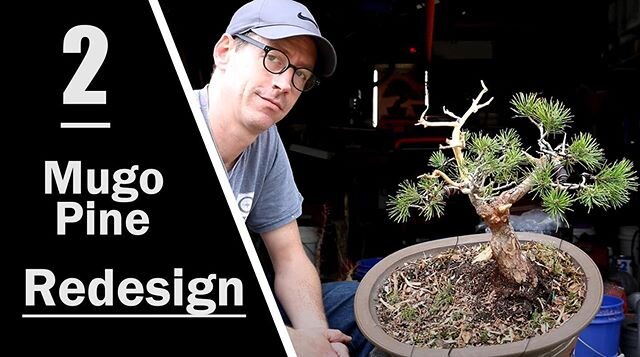 Good Monday Morning! New @youtube video drops today @ 2:00 EST. Music by @jameskrasner .
#bonsai #appalachianbonsai #americanbonsai #mugo #pine #redesign #style #carving #wiring #video #keepmoving #rockon #ambient #electronicmusic