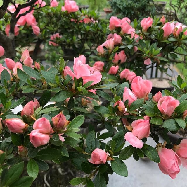 Wakebushi azalea in bloom! This bonsai has been in training since 1994 and was owned by Kathy Walton. Pot is by the great and powerful Sara Raynor. Both are to be donated to @thencarboretum when a safe time comes to do so. .
#bonsai #appalachian #aza