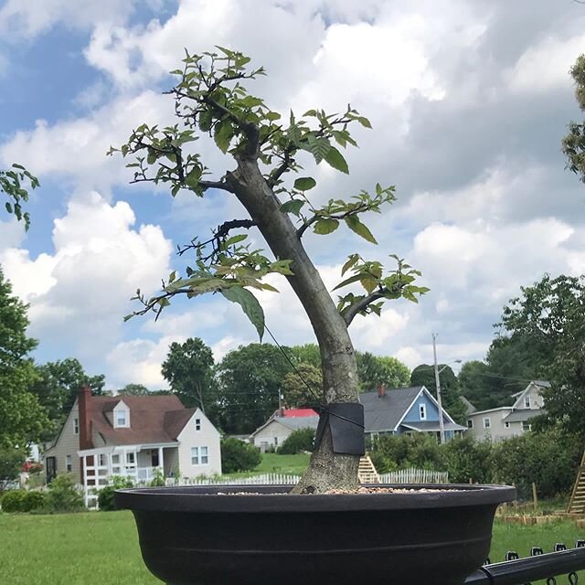 Happy Solstice!! Here are few trees enjoying this lovely N.C. summer day. American hornbeam. Trident maple. Flowering dogwood. Pfitzer juniper. Some defoliation techniques have been applied to the hornbeam and maple and a little wiring done to the ju