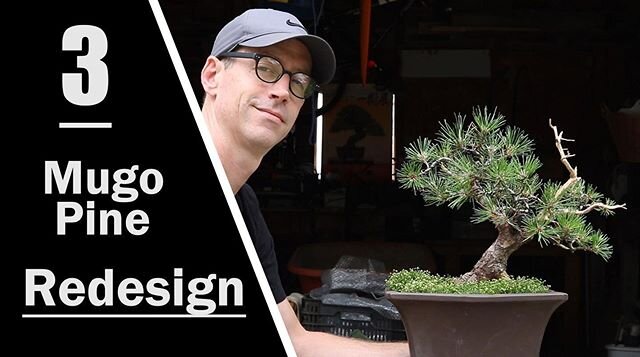 Newest video drops today at 2:00 EST on @youtube ! This is the last of the mugo pine redesign series. It includes last minute touch ups and an update. T-shirt by @bonsaiaf &amp; Music by Beam @jameskrasner If you have music you&rsquo;d like for me to