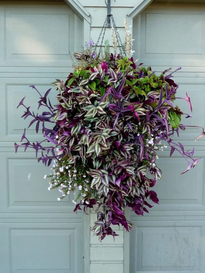 Hanging Basket Non Flowering