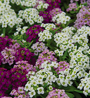 Alyssum